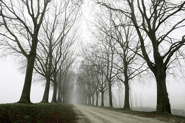 canopée dans le brouillard - autumn street single lane road tree photos et images de collection