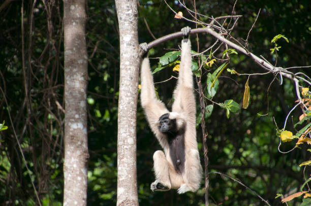 Female pileated gibbon swinging on a tree branch