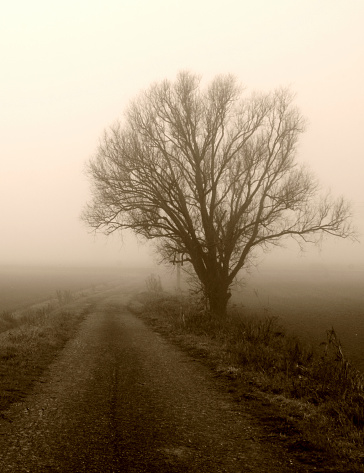 Lonely tree in the fog with country road. Sepia toned.