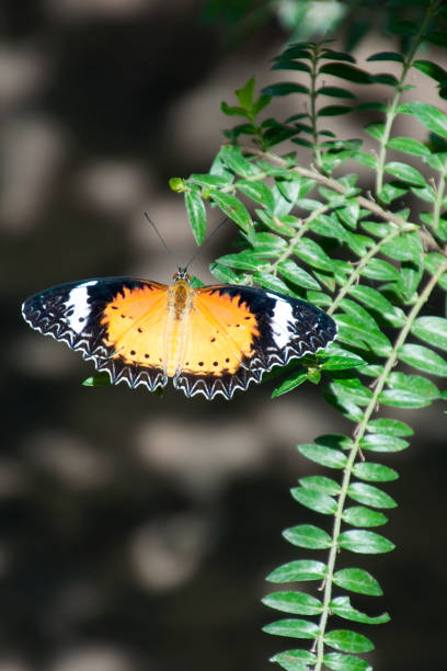 istock leopard lacewing butterfly in garden 922748774