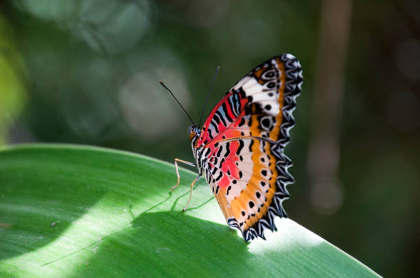 istock Male leopard lacewing butterfly in garden 922748840
