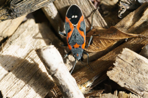 boxelder bug beetle stock photo