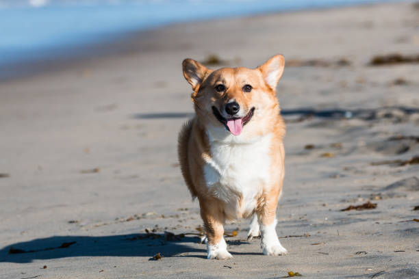 A Pembroke Welsh Corgi on Dog Beach in San Diego, California.