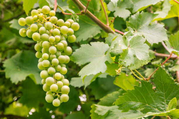 unripe white grapes growing on vine