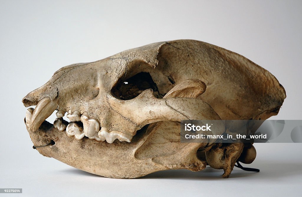 스컬 of 하이에나 - 로열티 프리 동물 두개골 스톡 사진