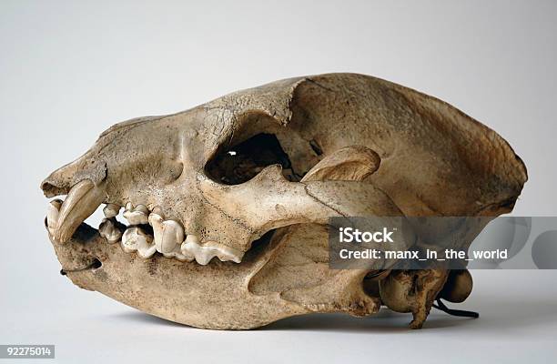 스컬 Of 하이에나 동물 두개골에 대한 스톡 사진 및 기타 이미지 - 동물 두개골, 동물 사냥, 동물 이빨
