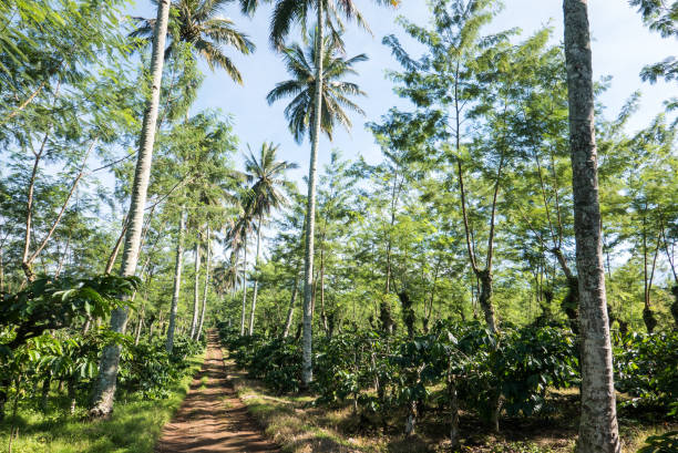 Dirt Road Lined with Tall Palms Running through a Javanese Coffee Plantation, East Java, Indonesia