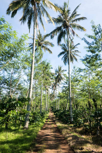 istock Tall Palm Trees Lining a Dirt Road Running through a Javanese Coffee Plantation, East Java, Indonesia 922750668
