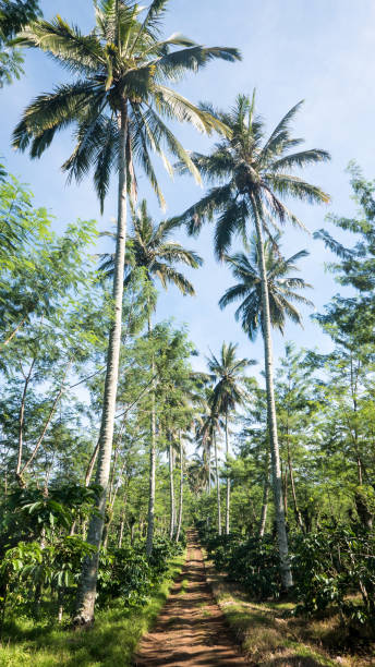 istock Tall Palm Trees Lining a Dirt Road Running through a Javanese Coffee Plantation, East Java, Indonesia 922750676