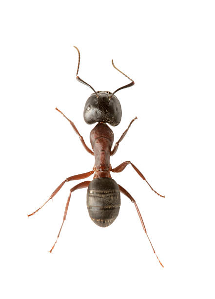 istock Close-up image of ant on white background 92275075