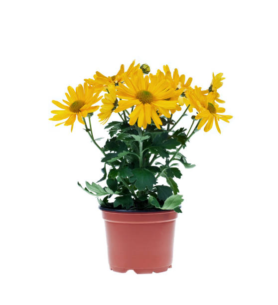 istock Gerber flowers in  vase 922751610