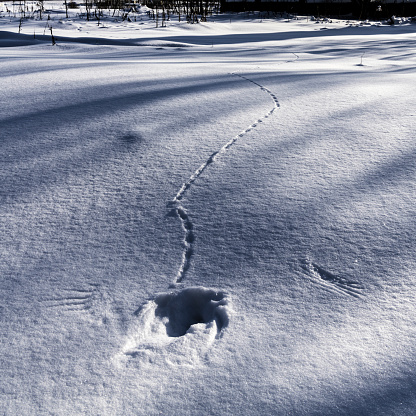 Ski tracks in snow on a frozen lake in Bergen, Norway in winter left by a cross country skier. The skier has made a curve in the snow surface.