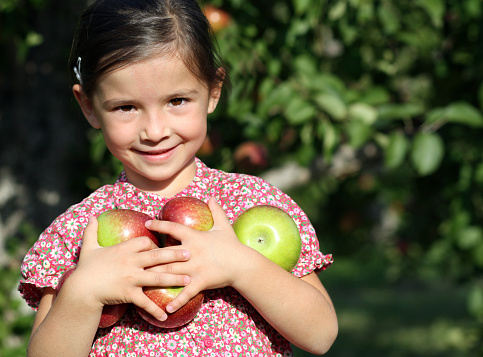 Little preschool girl in colorful clothes with basket of red apples in organic orchard. Happy toddler child picking healthy fruits from trees and having fun. Little helper and farmer. Harvest time