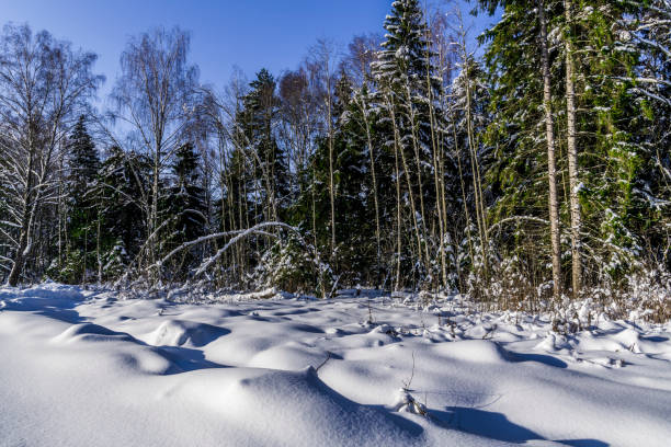 istock On the edge of the winter forest 922755318