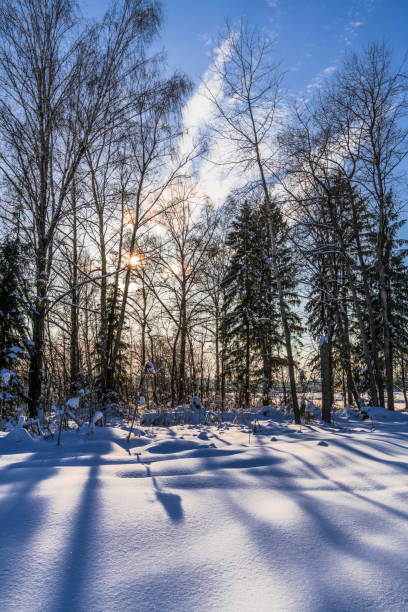 istock Evening at the edge of the winter forest 922755548