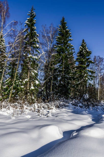 istock The path on the edge of the forest is covered with snow 922755738