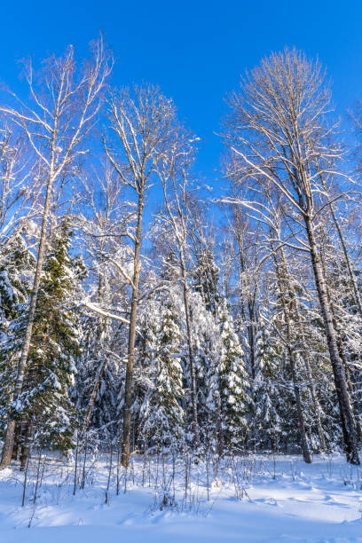Blue sky in the winter forest