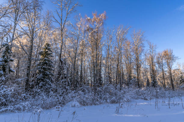 The setting sun painted the tops of the trees