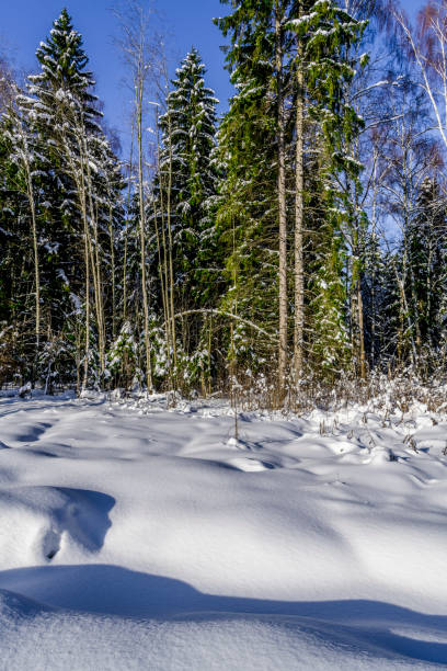 Shadows on the edge of a snowy forest