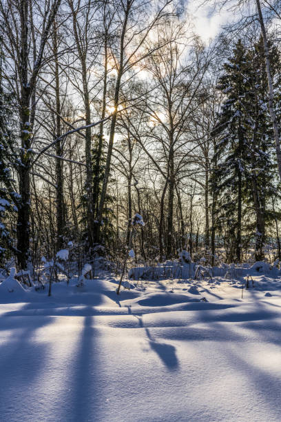 Winter sunset on a snowy field