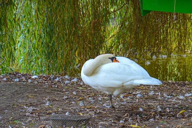 istock Swan poses in the park 922756362
