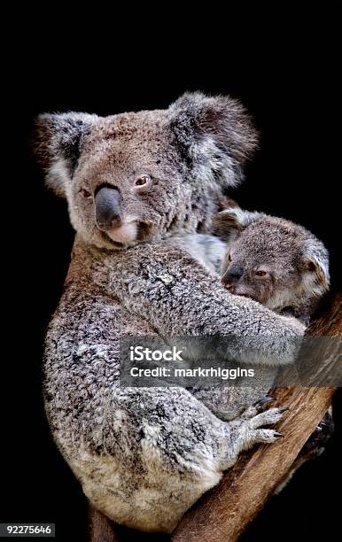 Koala I Joey - zdjęcia stockowe i więcej obrazów Australia - Australia, Bez ludzi, Czarne tło