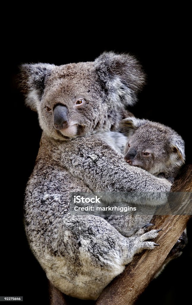 Коала и joey - Стоковые фото Австралия - Австралазия роялти-фри