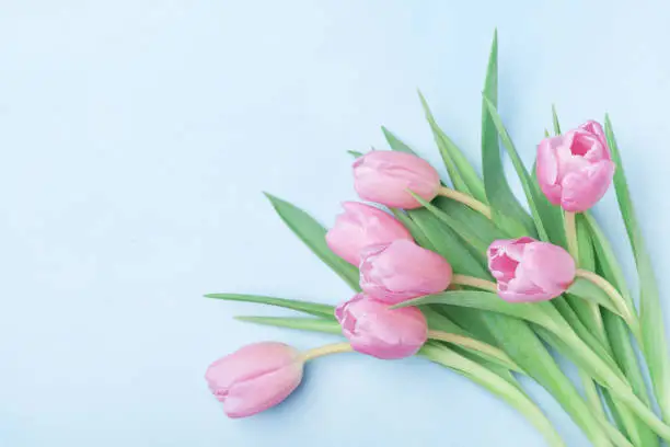 Bouquet of pink tulips for March 8, International Womans or Mothers day. Beautiful spring card. Top view.