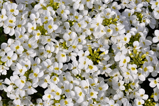 Flowering Alpine rock-cress Arabis alpina