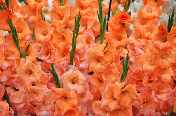 istock Closeup on Gladiolus flowers 922756682