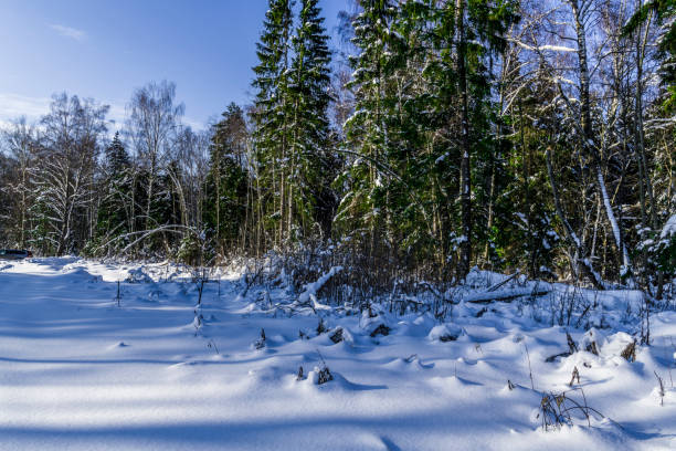 istock Evening at the edge of spruce forest 922756688