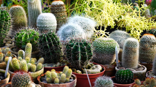 différents types de cactus reposer sur le comptoir - southwest usa floral pattern textile textured photos et images de collection