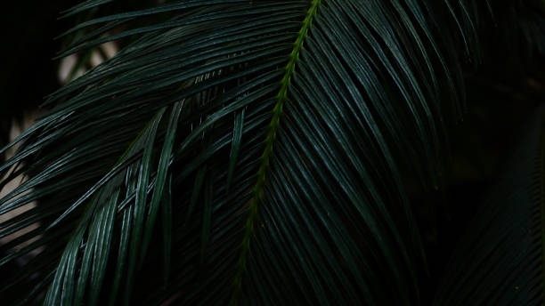 istock Plant with long leaves grows in dark forest 922756994