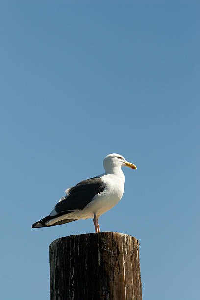 Seagull on a piling stock photo
