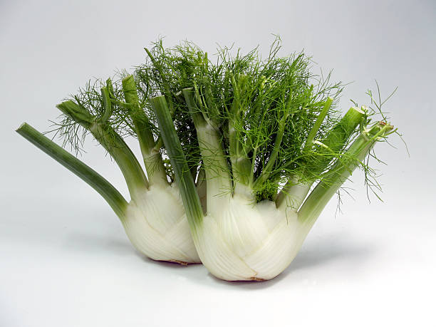 Fresh Fennel stock photo