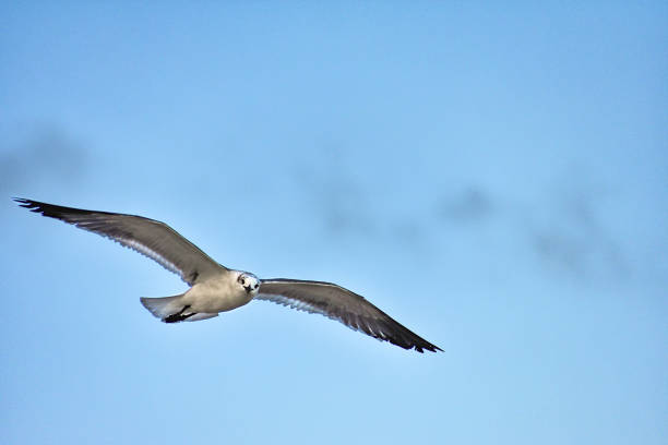 Seagull flying over a cloudy sky, during sunset, at South Beach, Miami