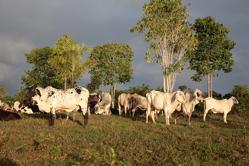 Nelore beef cattle grazing intensive tropical grassland