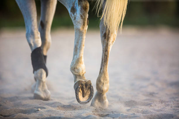 caballo galopando en la arena - draft horse fotografías e imágenes de stock