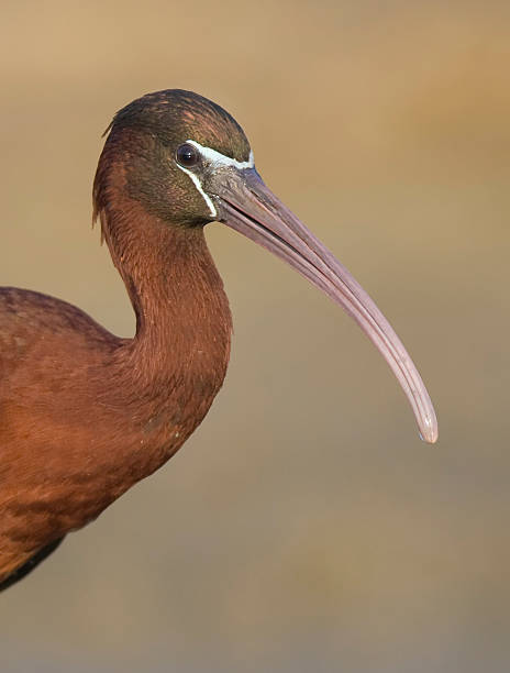 close -up of 光沢のあるアイビス - glossy ibis ストックフォトと画像