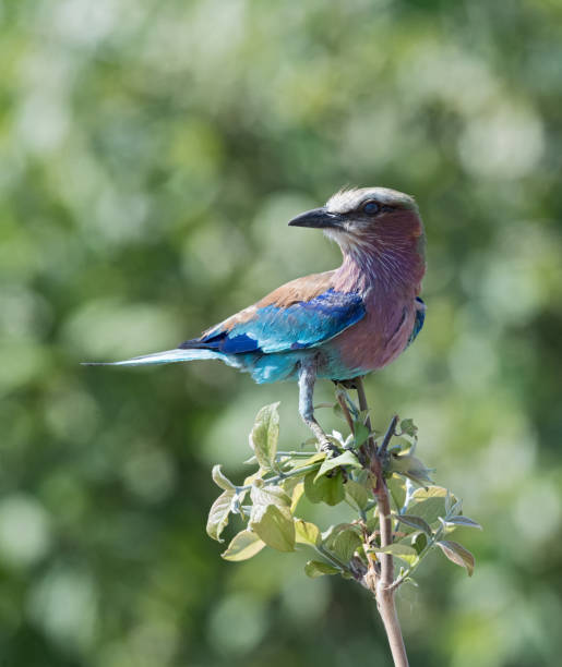 istock lilac breasted roller on a tree branch, Caprivi strip, Namibia 922760822