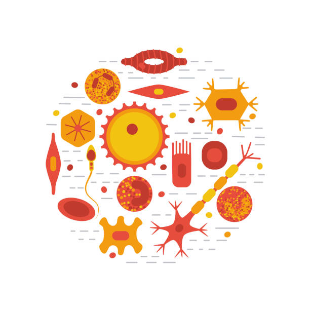 zestaw typów komórek ludzkich - human cell illustrations stock illustrations