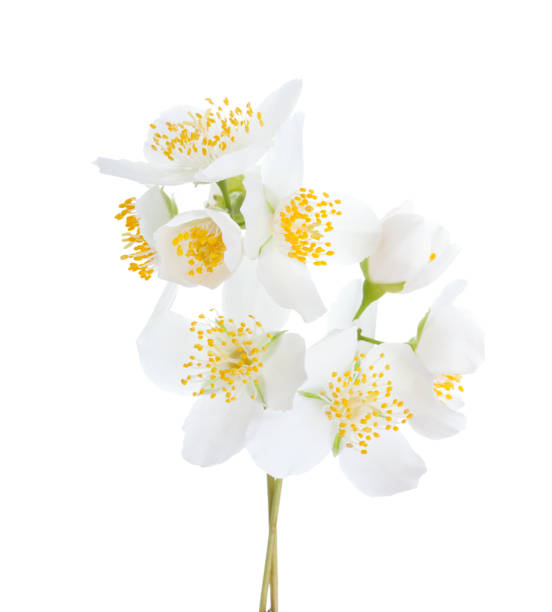 istock Jasmine's (Philadelphus) flowers isolated on white background. 922761698
