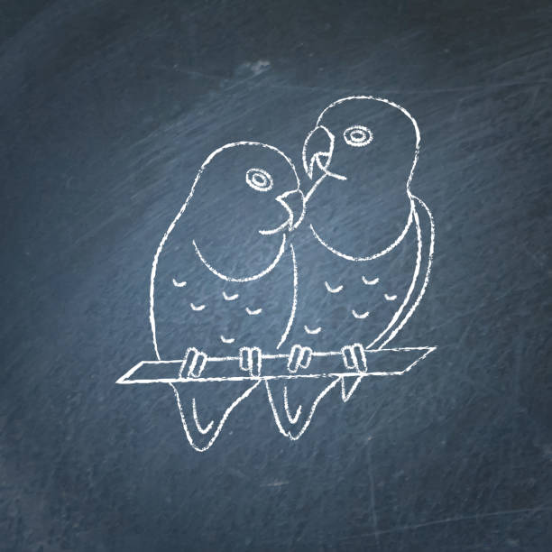 ilustrações de stock, clip art, desenhos animados e ícones de lovebird parrots icon sketch on chalkboard - inseparável de fisher