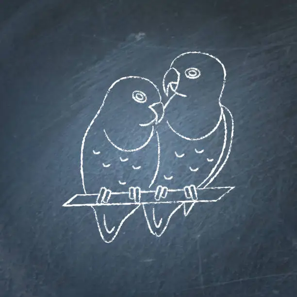 Vector illustration of Lovebird parrots icon sketch on chalkboard