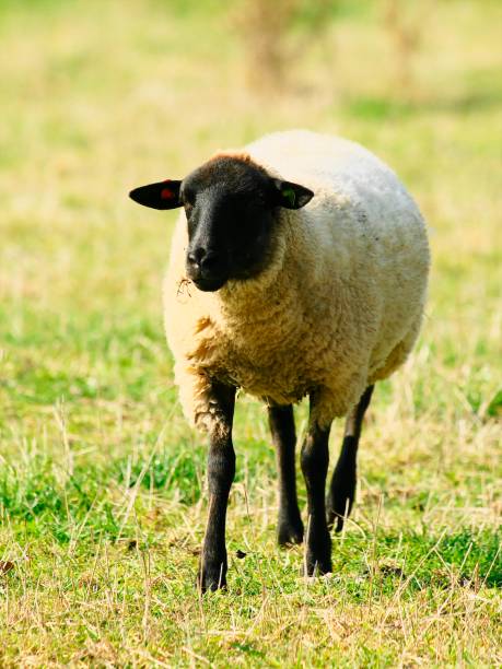 istock Sheep of the prairie 922762006