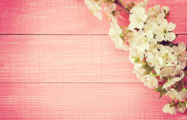 Pink wooden background with flowering sweet cherry branches.  Toned image
