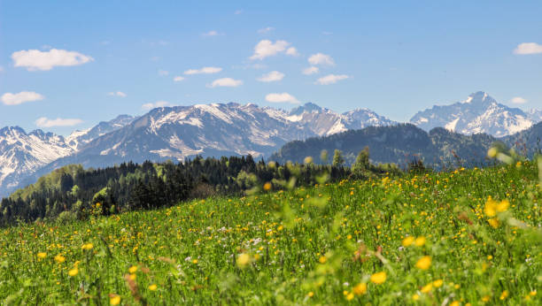 Flower meadow and mountains in background. Springtime or summer in the alps.