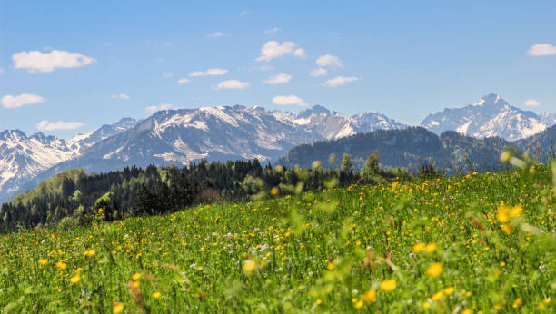 Flower meadow and mountains in background in spring. stock photo