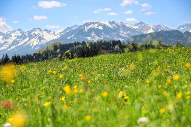 istock Flower meadow and mountains in background in spring. 922762672