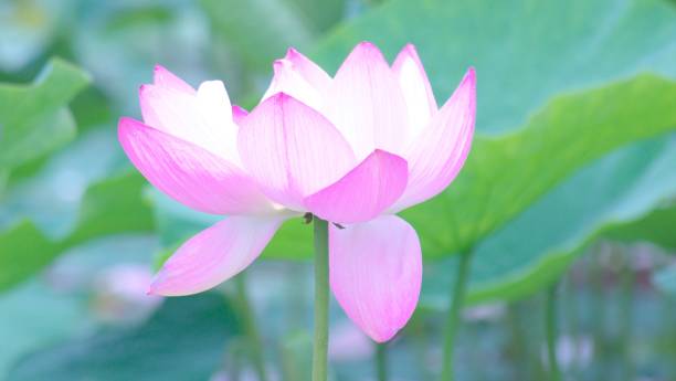 a beautiful lotus pond - efflorescent imagens e fotografias de stock